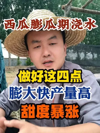 西瓜膨瓜期浇水做好这四点膨大快产量高甜度暴涨 #西瓜种植 #农业种植 #种植小技巧 #传播农业小知识 #分享农业知识帮农民增产增收