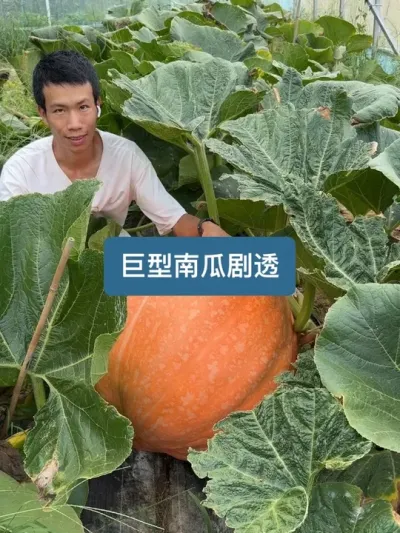 �����༦Ѽ�������ҵľ����Ϲ���������СС�ľ�͸һ�� #�����Ϲ�