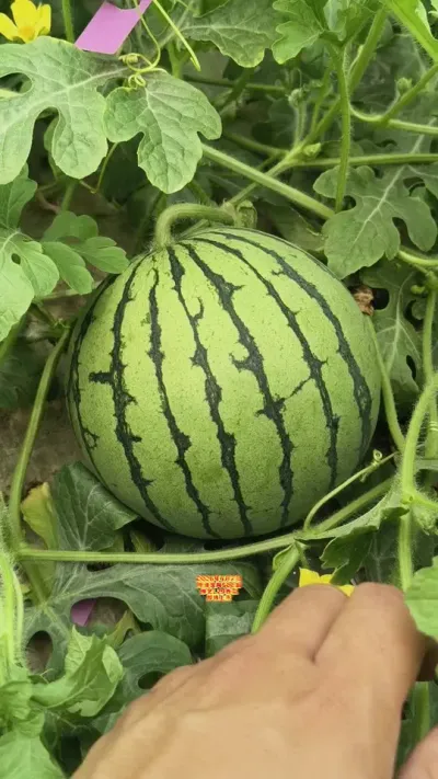 ԥ��L29�������4�·�����ݪֲ������#ԥ��L29 #�������� #ԥ������ #��ȿ����