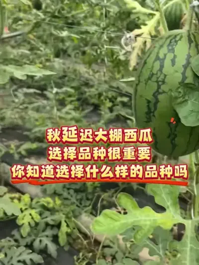 ���ӳ�����Ʒ��ѡ��ʲô�������������е�Ʒ�ֶ��ʺ��＾ݪֲ��#���ӳ����� #ԥ��K208 #ԥ������ #��������С���� #������ũ��ũ