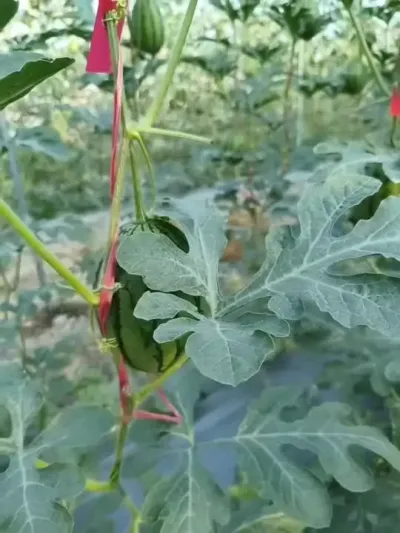 彩虹八号西瓜，海南基地种植表现！高端优质西瓜引领者！#彩虹八号 #彩虹西瓜 #冰淇淋西瓜 #黄瓤西瓜