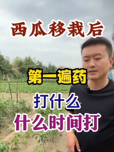 西瓜移栽以后第一遍药打什么什么时间打 #西瓜种植 #农业种植 #种植小技巧 #传播农业小知识 #分享农业知识帮农民增产增收