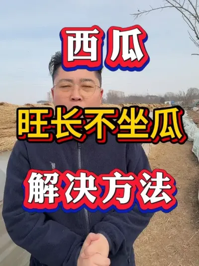 西瓜旺长坐不上瓜 #种西瓜 #西瓜种植 #大棚种植  #麒麟西瓜#8424西瓜 瓜 #番茄种植  #辣椒种植