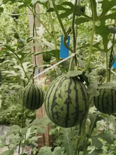 ɽ������4200�òʺ�˺����ϼ�����������ӭ��λ��٭����Ʒ����#�ʺ�˺� #�ʺ����� #ԥ������ #��������� #��ȿ����