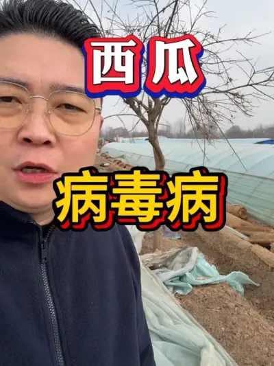 西瓜病毒病 #种西瓜 #西瓜种植 #大棚种植  #麒麟西瓜#8424西瓜  #番茄种植  #辣椒种植