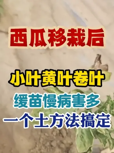 西瓜移栽后小叶黄叶卷叶缓苗慢病害多一个土方法轻松搞定 #西瓜种植 #西瓜种植技术 #种植小技巧 #传播农业小知识