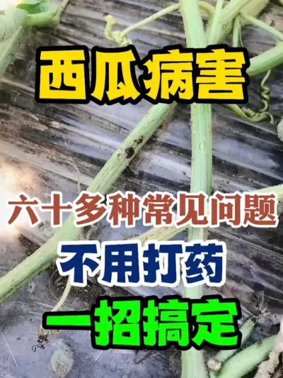 西瓜病害六十多种常见问题不用打药一招搞定 #西瓜种植 #农业种植 #种植小技巧 #传播农业小知识 #分享农业知识帮农民增产增收