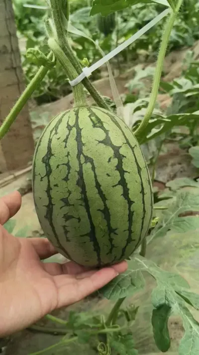 豫艺的每一个品种都有独特的卖点，只要用心观察，准确定位，每一个品种都能发挥出她的光辉。#豫艺西瓜 #豫艺K2201 #2K西瓜