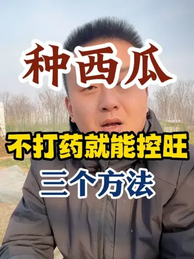 种西瓜不打药就能控旺的三个方法 #西瓜种植 #西瓜种植技术 #传播农业小知识 #种植小技巧