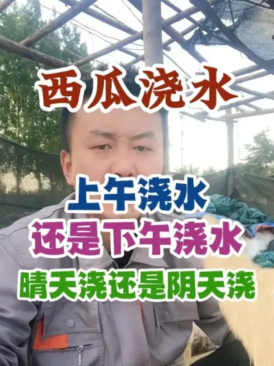 西瓜浇水到底是上午浇还是下午浇是晴天浇还是阴天浇 #西瓜种植 #农业种植 #种植小技巧 #传播农业小知识 #分享农业知识帮农民增产增收