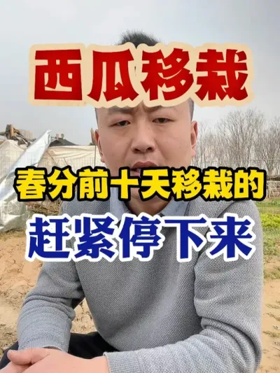春分前十天给西瓜移栽的老乡赶紧停下来 #西瓜种植 #西瓜种植技术 #种植小技巧 #传播农业小知识