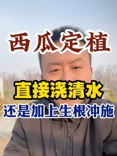 西瓜定植直接浇清水还是加上生根防病的冲施 #西瓜种植 #种植小技巧 #传播农业小知识 #种植小技巧