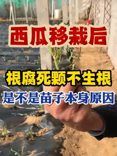 西瓜移栽后根腐死颗不生根到底是不是苗子本身的问题 #西瓜种植 #西瓜种植技术 #种植小技巧 #传播农业小知识