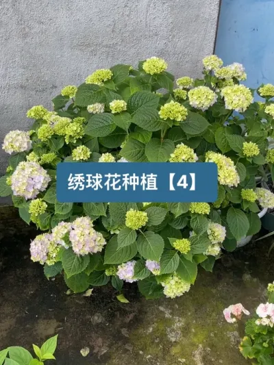 一年更新一次，看一下今年的绣球花长的怎么样 #绣球花 #种植小技巧