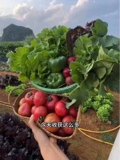 采收时间#我的乡村生活 #新农人 #真人版星露谷