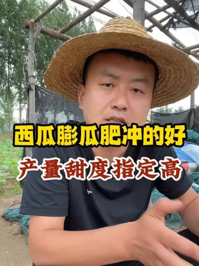 西瓜膨瓜肥冲的好产量甜度制定高 #西瓜种植 #农业种植 #种植小技巧 #传播农业小知识 #分享农业知识帮农民增产增收