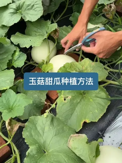 ��ʱ���������������ӵ�����������ϵ�ݪֲҪ�� @���ڵ����� #ݪֲС���� #����� #��ũ������2025