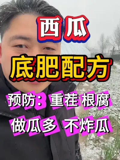 西瓜底肥这样用，预防根腐 做瓜多，不炸瓜 #种西瓜  #西瓜种植 #大棚种植  #麒麟西瓜#8424西瓜 #番茄种植  #辣椒种植