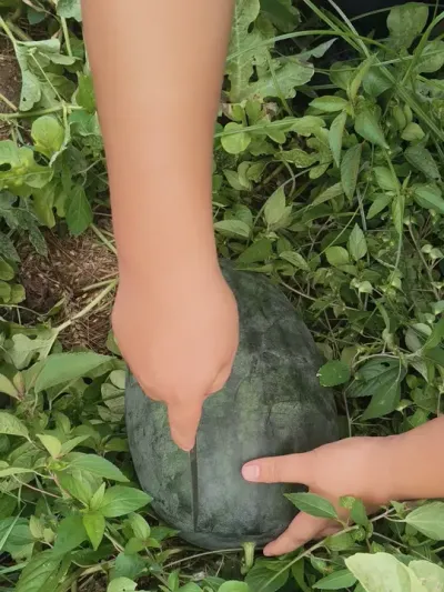 ԥ����ȭ�����������ϻع������ϵ�ζ�����ù�ũ���ϸ����Ժ��У�#ԥ����ȭ�� #¶������ #ԥ������ #��Ƥ���� #��������