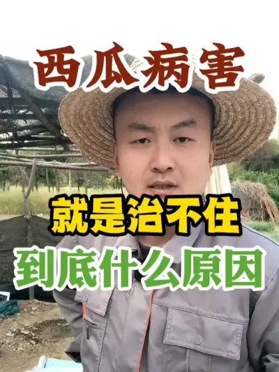 西瓜病害就是治不住到底是什么原因 #西瓜种植 #农业种植 #种植小技巧 #传播农业小知识 #分享农业知识帮农民增产增收