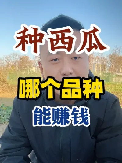 明年种西瓜什么品种能赚钱 #西瓜种植 #农业种植 #种植小技巧 #传播农业小知识