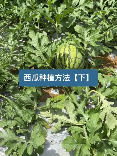 �����ӵ��ջ����ϵ�ݪֲҪ��ȫ���̡��¡� �ֵ������ժ����ʱ�䡫#����? #�ҵ��������� #��ũ������2025