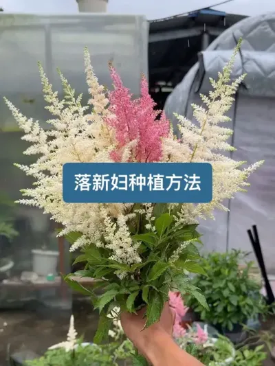 520到了，教你们自己种植一个非常好看的手捧花 #落新妇 #520