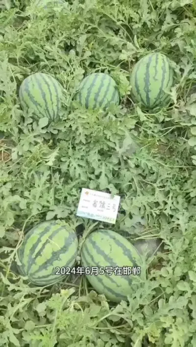 富豫三号河北露地种植表现喜人，让人种过后情有独钟的品种！#富豫三号 #豫艺西瓜 #麒麟西瓜 #甜王西瓜 #富豫西瓜
