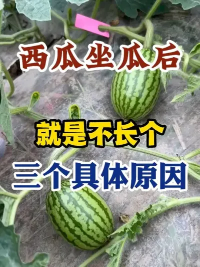 西瓜坐瓜后就是不长个三个具体原因 #西瓜种植 #农业种植 #种植小技巧 #传播农业小知识 #分享农业知识帮农民增产增收