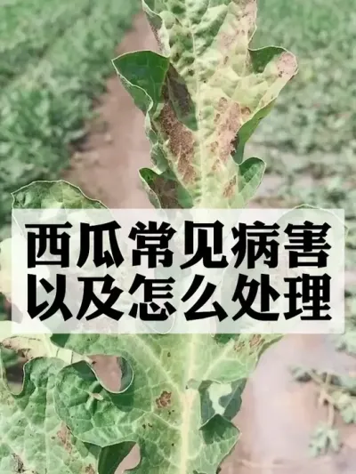 ���ϵĳ��������Լ���ô���óͷ� #����ݪֲ #ݪֲС���� #����ũҵС֪ʶ