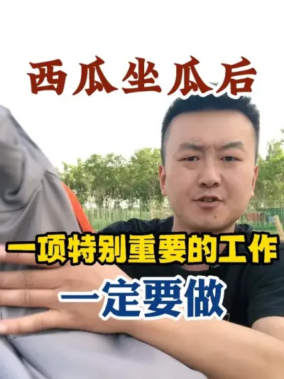 西瓜坐瓜后一项特别重要的工作一定要做 #西瓜种植 #农业种植 #种植小技巧 #传播农业小知识 #分享农业知识帮农民增产增收