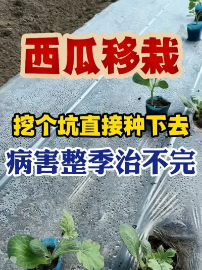 西瓜苗挖个坑直接种下去病害整季治不完 #西瓜种植 #西瓜种植技术 #种植小技巧 #传播农业小知识