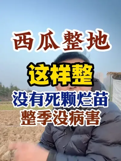 种西瓜这样整地没有死颗烂苗整季没病害 #西瓜种植 #西瓜种植技术 #种植小技巧 #传播农业小知识