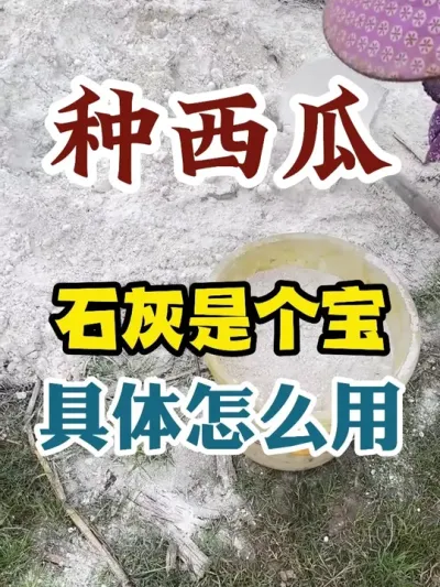 ʯ������������ϸ��ô�� #����ݪֲ #ũҵݪֲ #ݪֲС���� #����ũҵС֪ʶ #����ũҵ֪ʶ��ũ����������