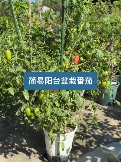 新手也可以轻松种植，阳台盆栽番茄种植方法全过程 #番茄种植 #番茄 #新农人计划2025