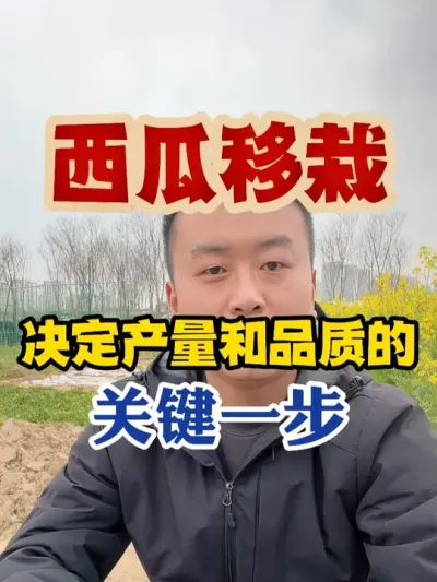 西瓜移栽决定产量和品质的关键一步 #西瓜种植 #西瓜种植技术 #种植小技巧 #传播农业小知识