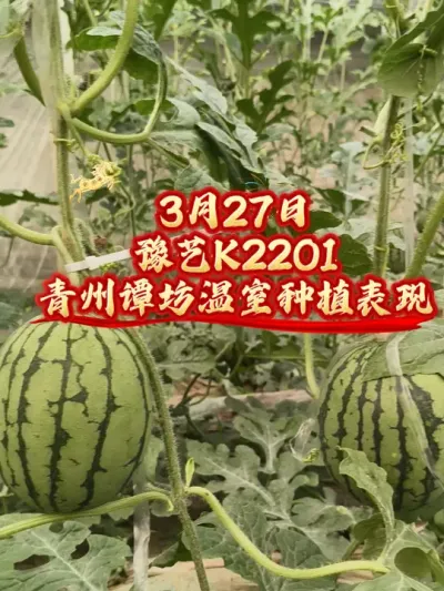2026年青州谭坊豫艺K2201坐瓜20天的表现，敬请期待！#豫艺K2201 #2K西瓜 #吊蔓西瓜