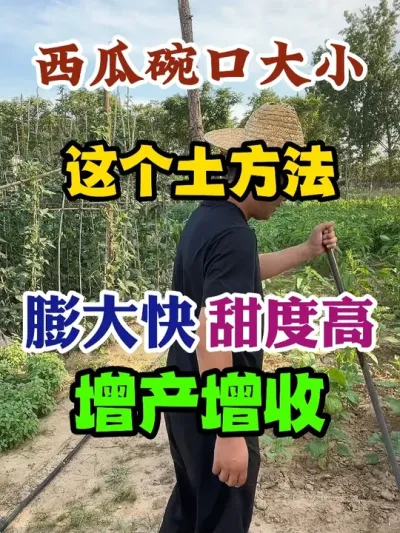 西瓜碗口大小这个土方法膨大快甜度高增产又增收 #西瓜种植 #农业种植 #种植小技巧 #传播农业小知识 #分享农业知识帮农民增产增收