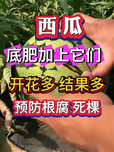 西瓜底肥 #种西瓜 #西瓜种植 #大棚种植  #麒麟西瓜 #8424西瓜 #番茄种植  #辣椒种植