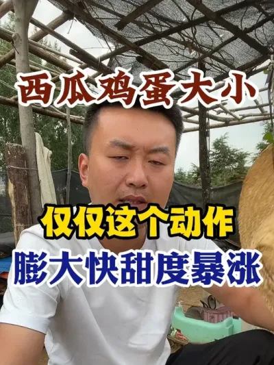 西瓜鸡蛋大小仅仅这个动作膨大快甜度暴涨 #西瓜种植 #农业种植 #种植小技巧 #传播农业小知识 #分享农业知识帮农民增产增收