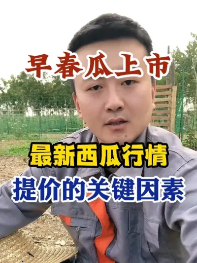 早春西瓜集中上市最新的西瓜行情怎么样提价的关键因素是什么 #西瓜种植 #农业种植 #种植小技巧 #传播农业小知识 #分享农业知识帮农民增产增收