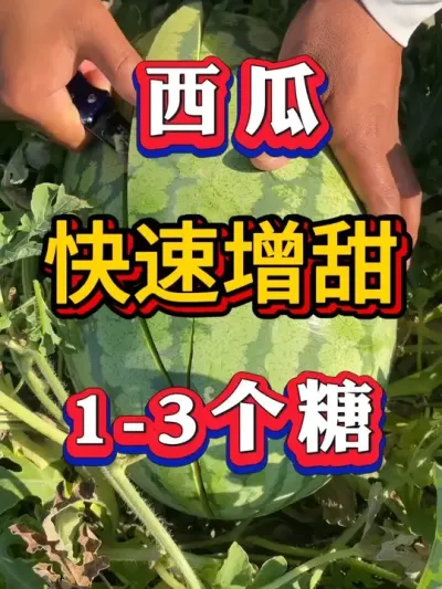 ���Ͽ�������1-3���ǵ�Ҫ�� #������ #����ݪֲ #����ݪֲ #����ݪֲ  #����ݪֲ  #��������#8424����