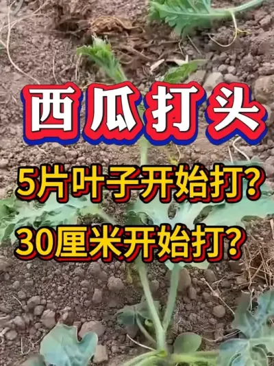 ���ϴ�ͷ��5ƬҶ�Ӵ��վ�30���״��� #������ #����ݪֲ #����ݪֲ #����ݪֲ  #����ݪֲ #�������� #8424����