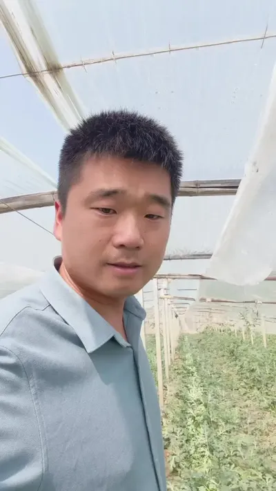 豫艺L29早春多层覆盖种植表现#豫艺L29 #豫艺西瓜 #麒麟西瓜