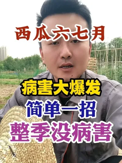 西瓜六七月份病害大爆发简单一招整季没病害 #西瓜种植 #农业种植 #种植小技巧 #传播农业小知识 #分享农业知识帮农民增产增收
