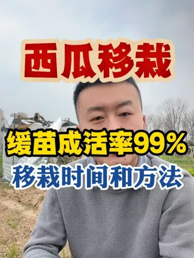 西瓜移栽缓苗成活率99%的移栽方法和时间 #西瓜种植 #西瓜种植技术 #种植小技巧 #传播农业小知识