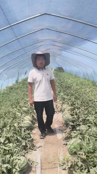 �������ϲ�����ֻ��ѹɰ������ζ��֮������������������������һ����#����ѹɰ�� #ԥ������ #��ζ��֮������ #�������� #ũҵݪֲ����