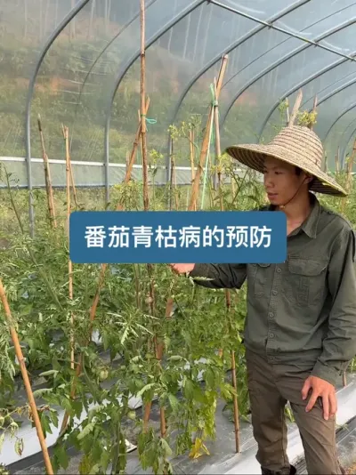 番茄突然蔫了怎么办？番茄青枯病的处理方法 #番茄🍅 #种植小技巧 #新农人计划2025