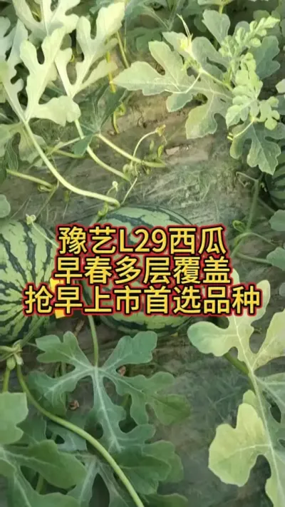 ԥ��L29�����������������������ѡƷ��������������˵������������������ȱ��������ֵ��������۸���������������˵��������Ŀ�����#ԥ��L29���� #�������� #ԥ������ #��������