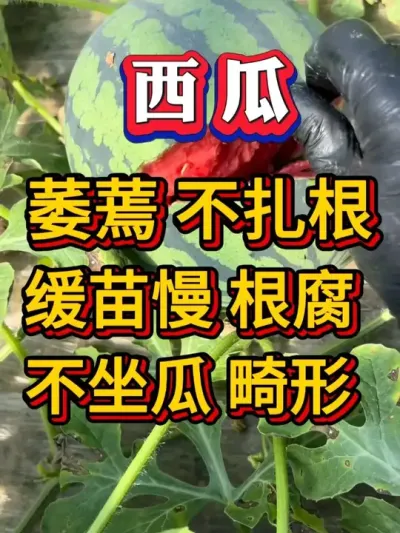 ���� �ز� ��ϵ������ ���������� #����ݪֲ #������ #����ݪֲ #�������� #8424����